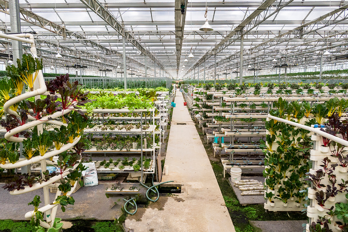 力凡一喷试验植株展示
