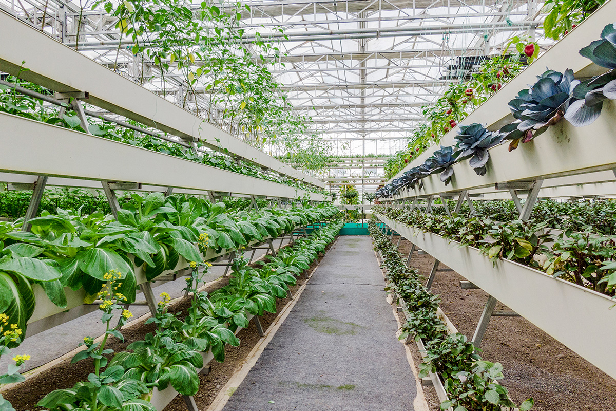 老鳖钙实验基地植株展示