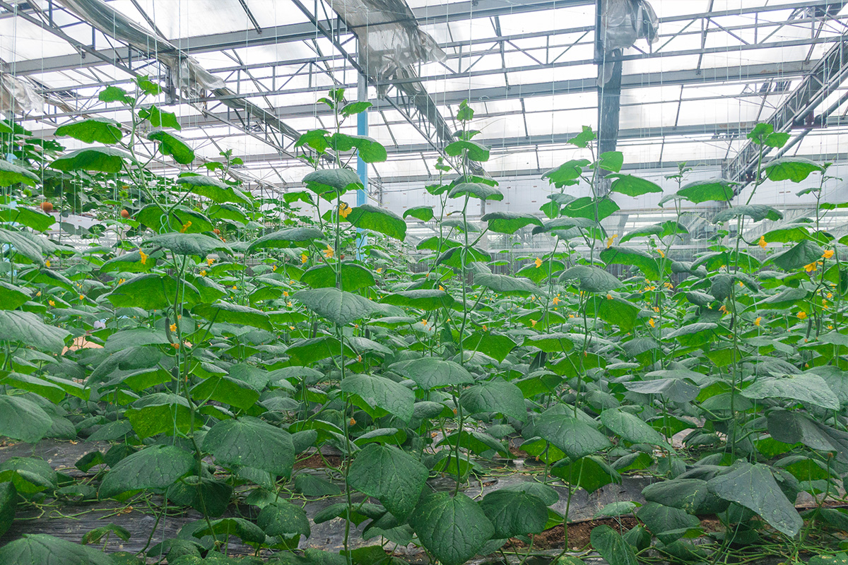 摘不败  甲壳海藻鱼蛋白肽菌素 实验植株