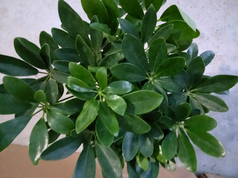 鸭脚木