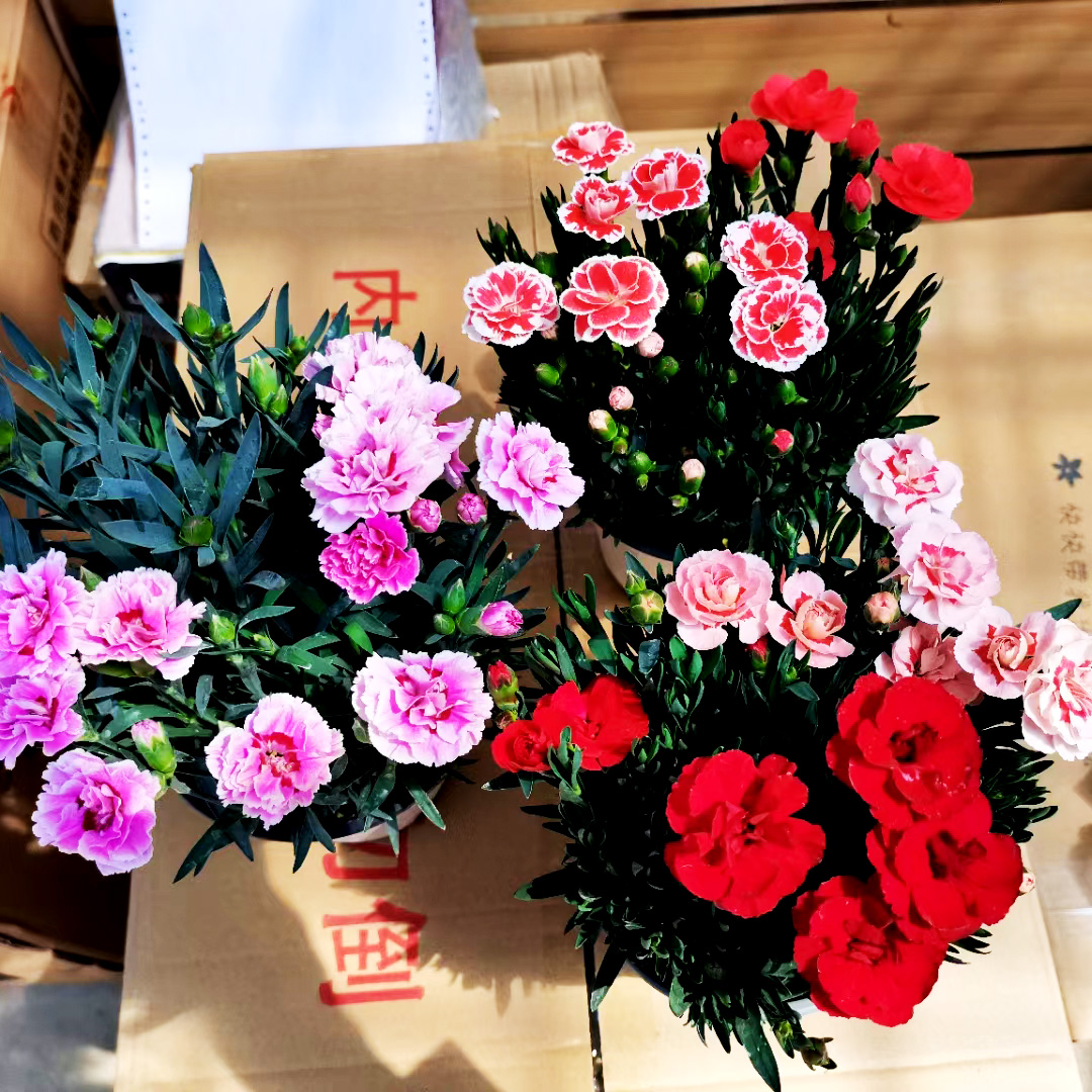 奥斯卡康乃馨150A级