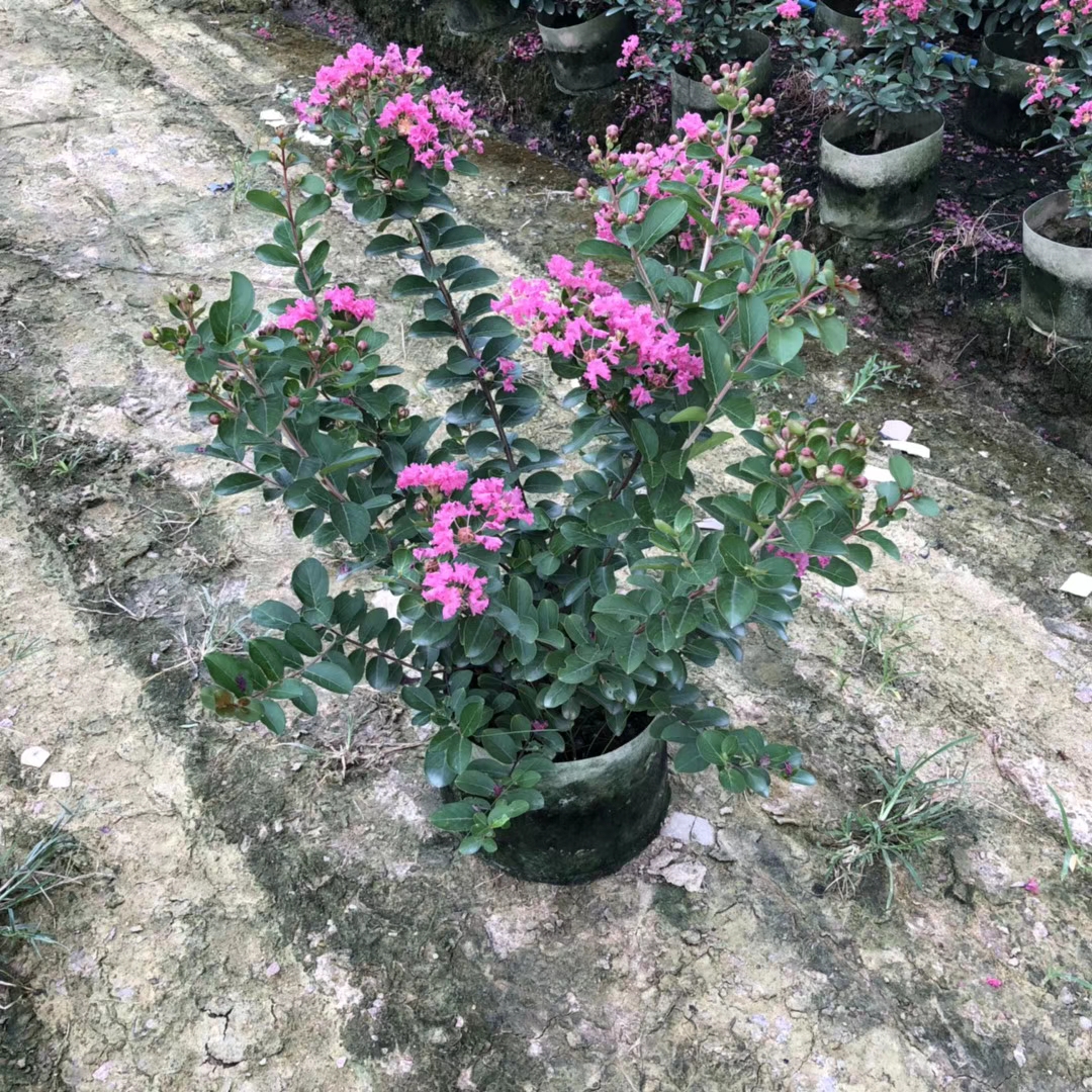 小叶紫薇 高50-60公分
