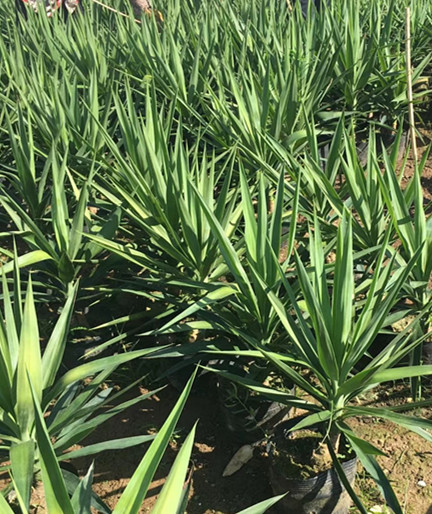 丝兰60-100公分