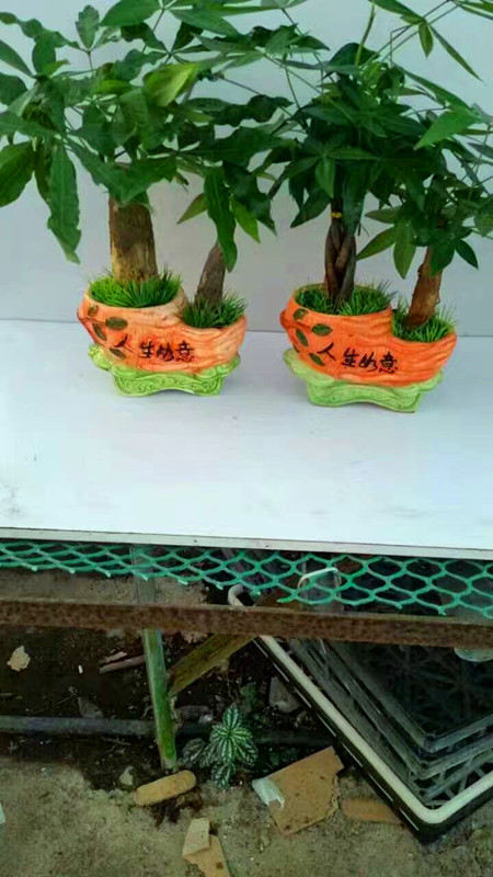 发财树双孔（瓷盆混装）