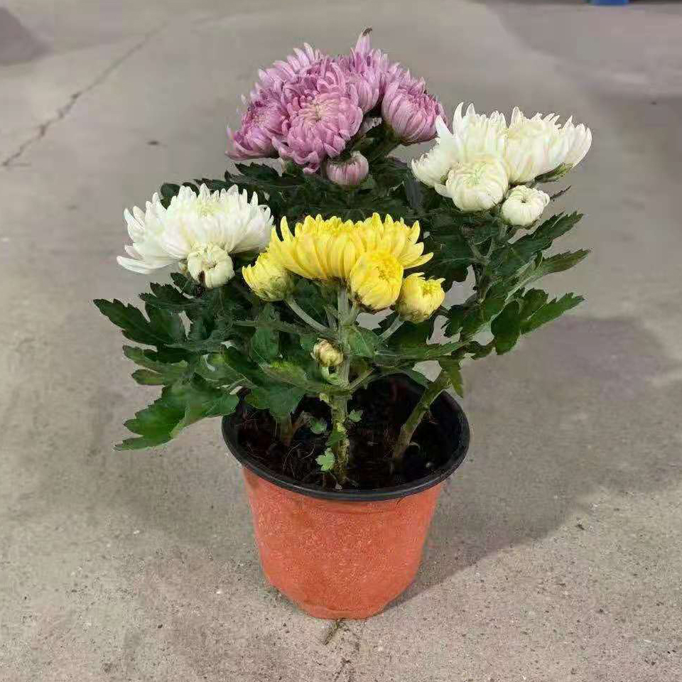龙爪菊花