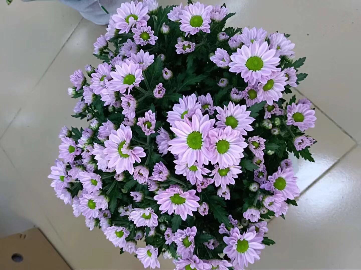 美人菊