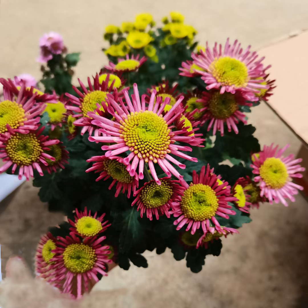女王菊