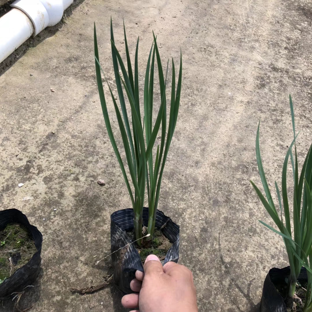 紫娇花（7斤袋）