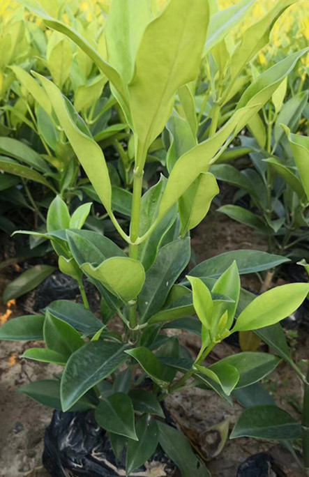 非洲茉莉地被苗
