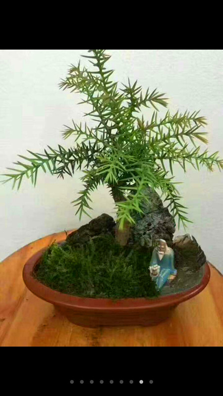 澳洲杉盆景（石来运转C）