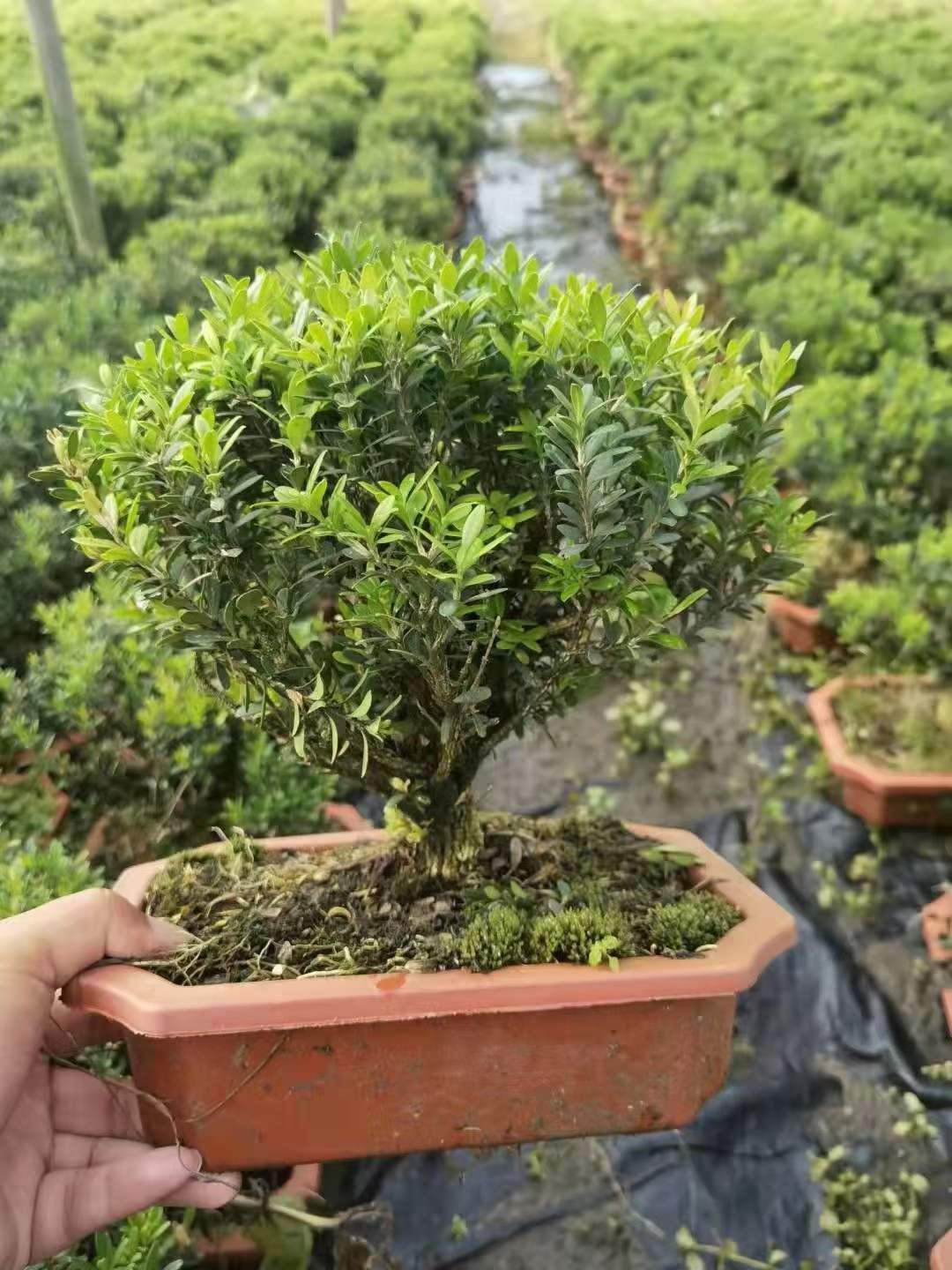 黄杨25公分盆景