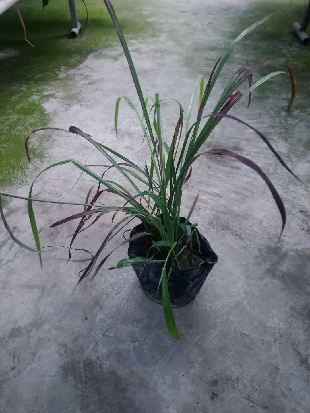 血草7斤袋