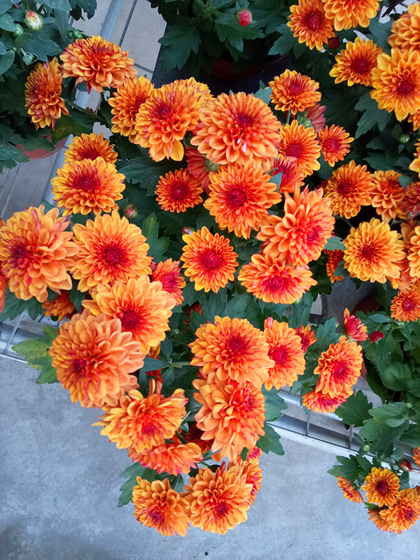 如意菊
