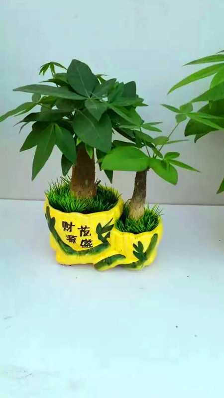 发财树双孔（瓷盆混装）