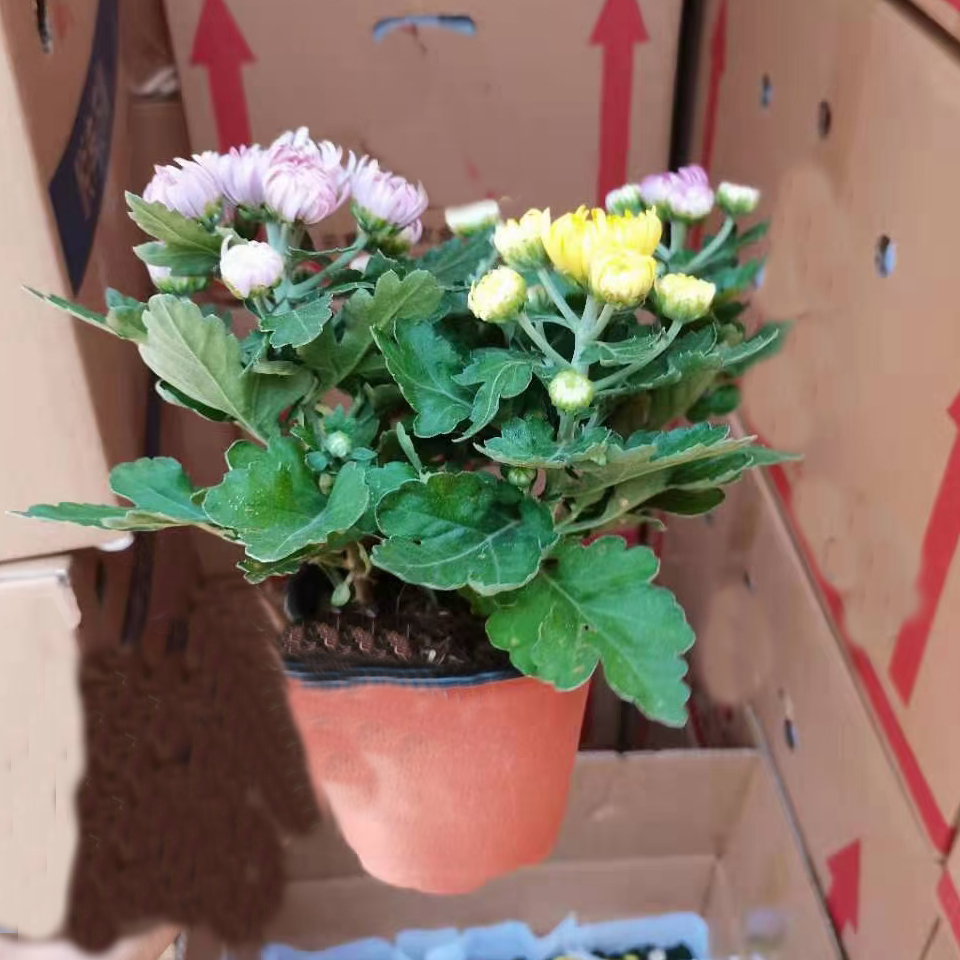 龙爪菊花