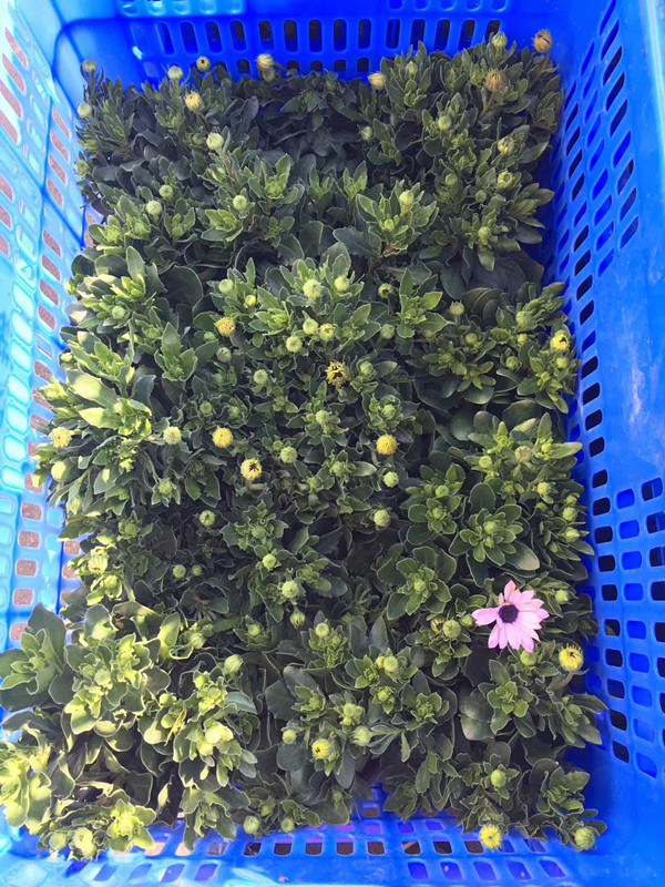 南非万寿菊