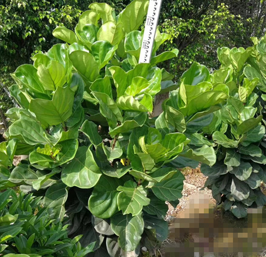 琴叶珊瑚