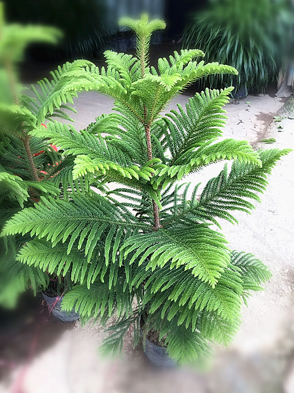 南洋杉（袋苗高1M）