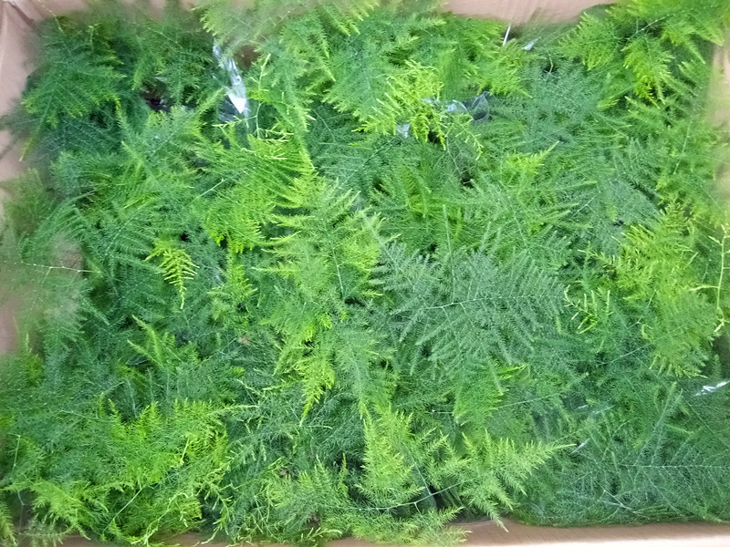 文竹