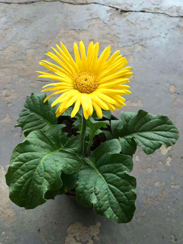 非洲菊