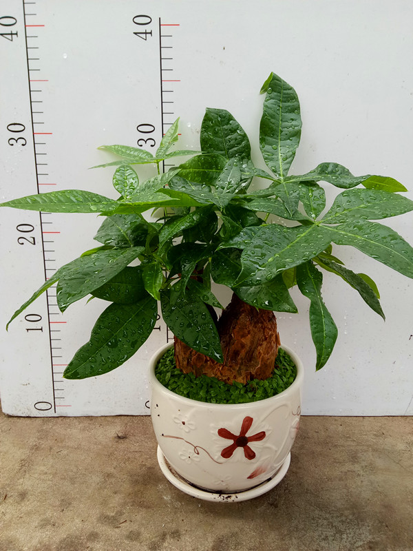 台湾发财树小森林（瓷盆）