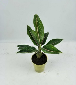 繁星皇后