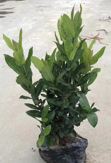 小叶龙船花地被苗