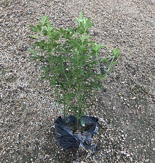 黄素馨（七斤袋）