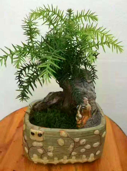 澳洲杉盆景（石来运转B）