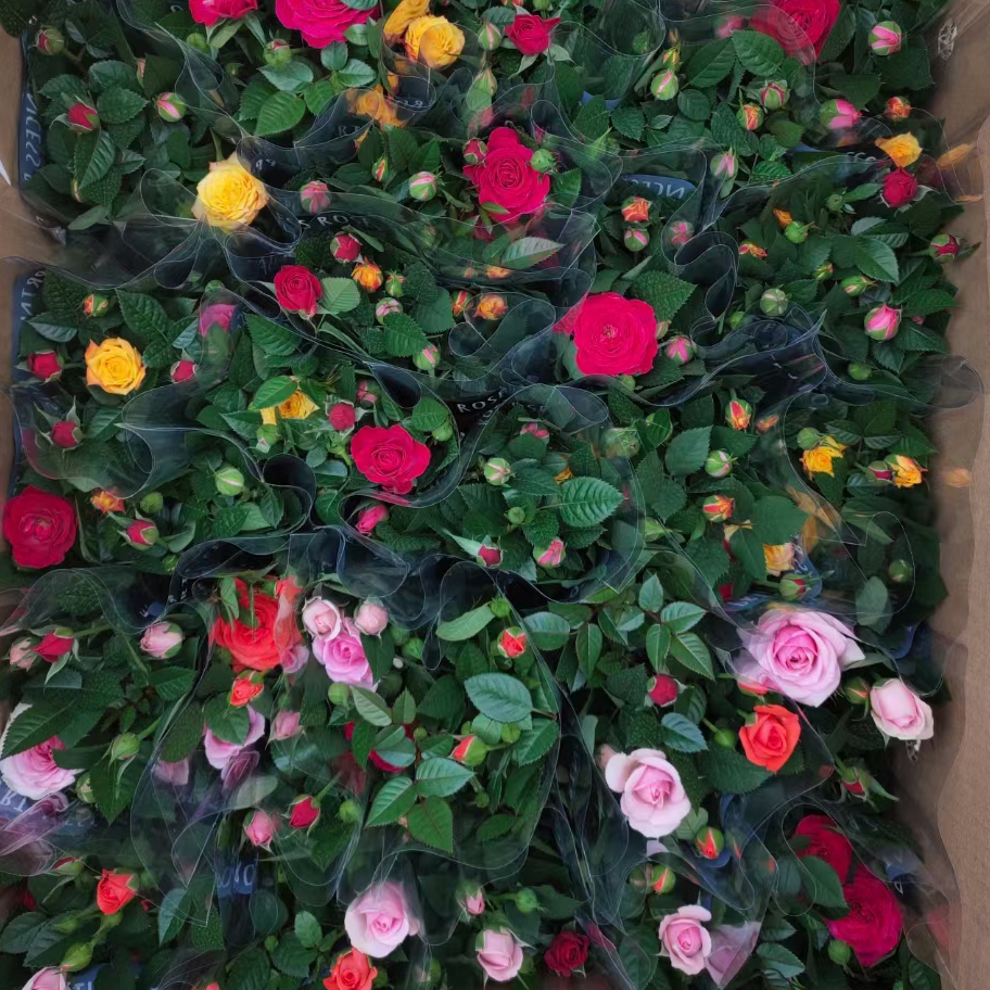 彩虹玫瑰