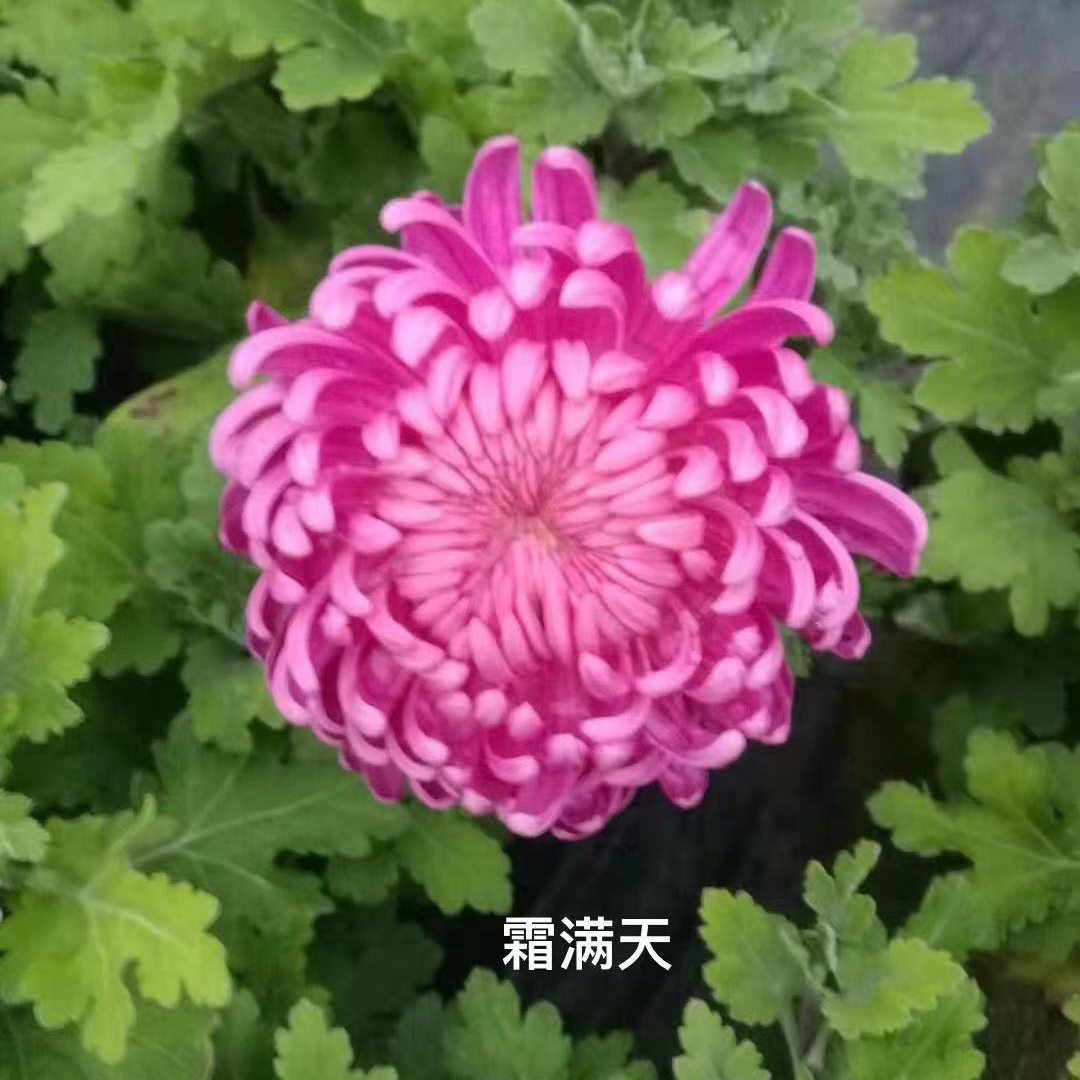 金背大红 霜满天品种菊花种苗预订