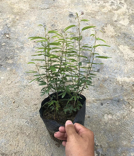 香水合欢 高25-30公分