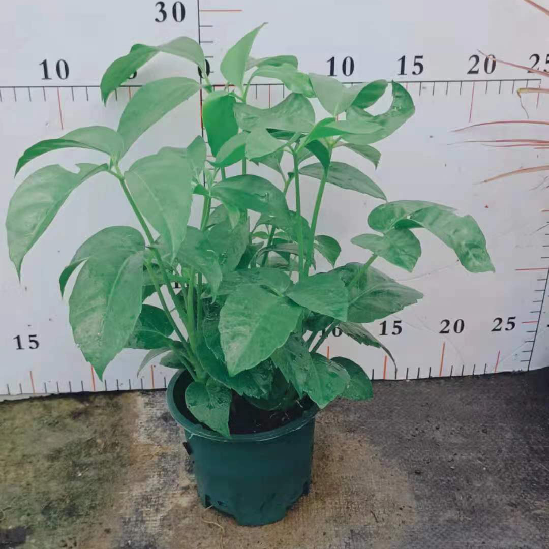 大叶伞
