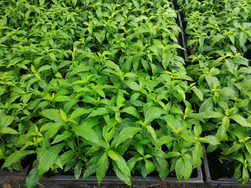 黄虾花