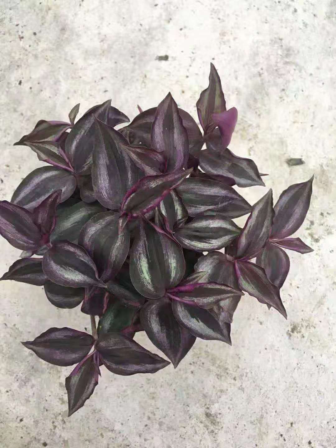 吊竹梅