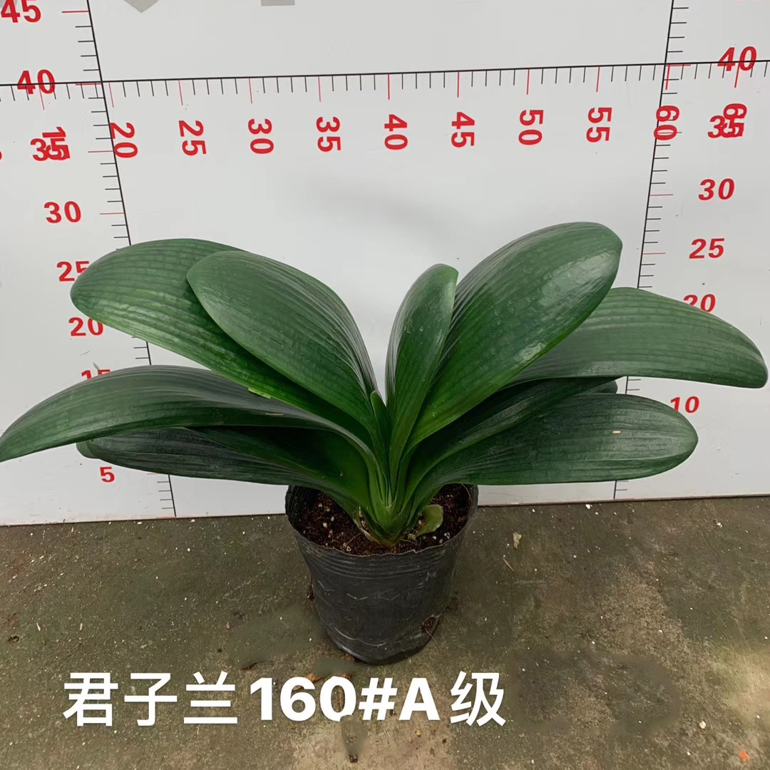君子兰