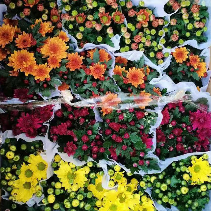 荷兰菊150#