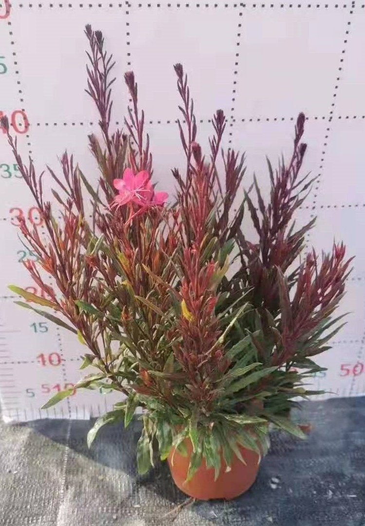 山桃草160#