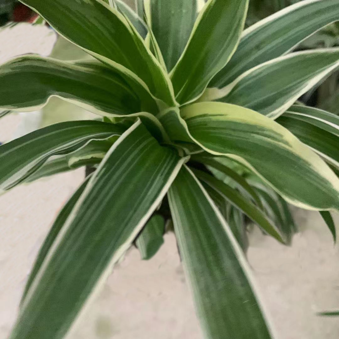 各种泡棉植物