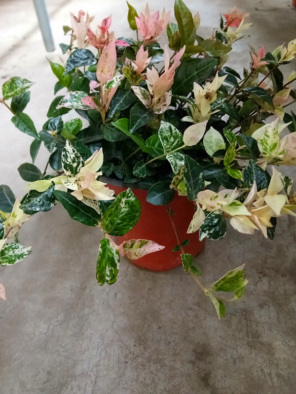 花叶落石