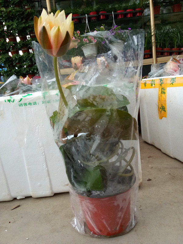 睡莲