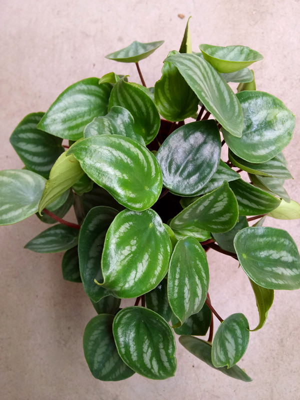 西瓜皮椒草