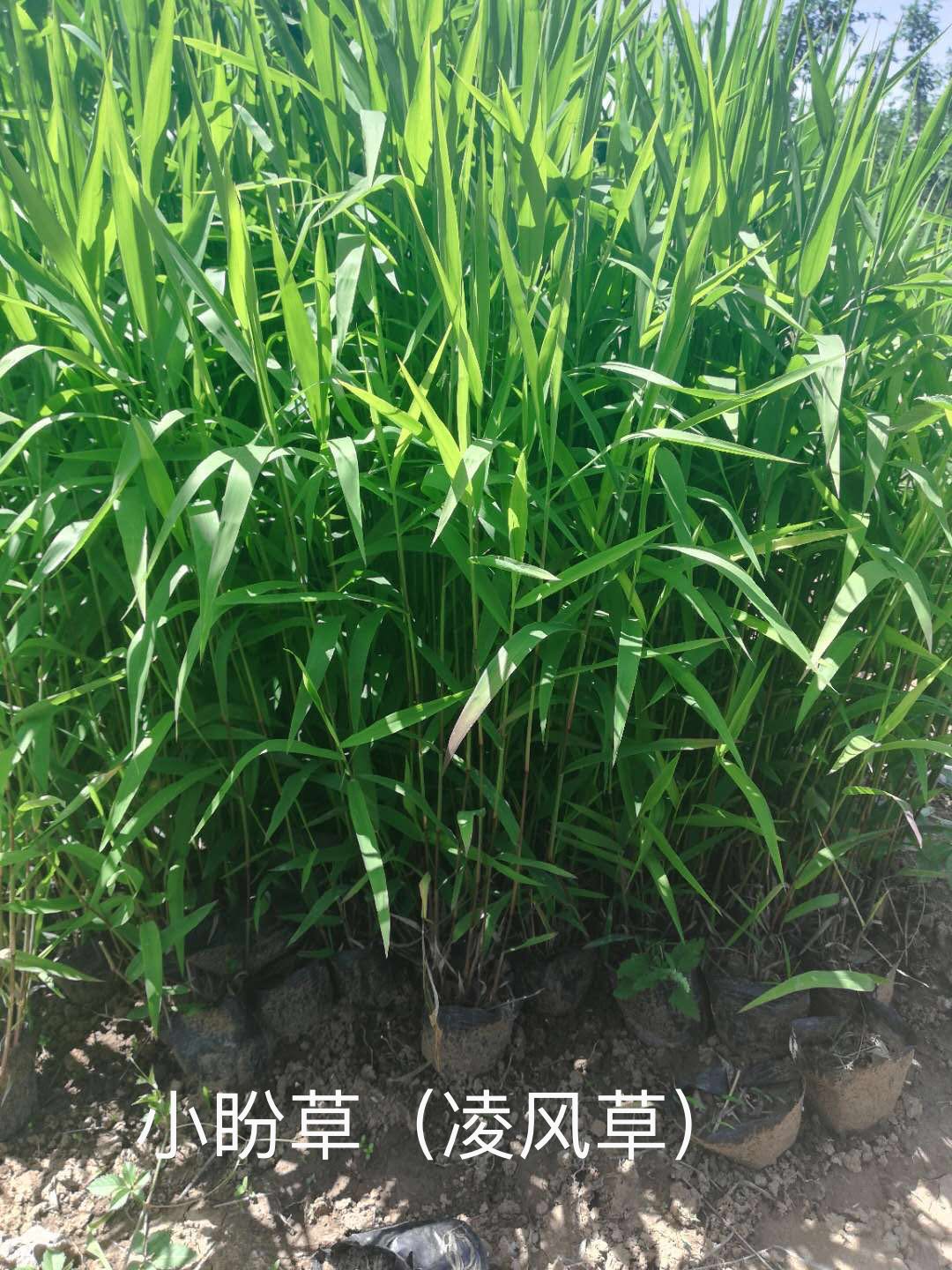 小盼草（凌风草）