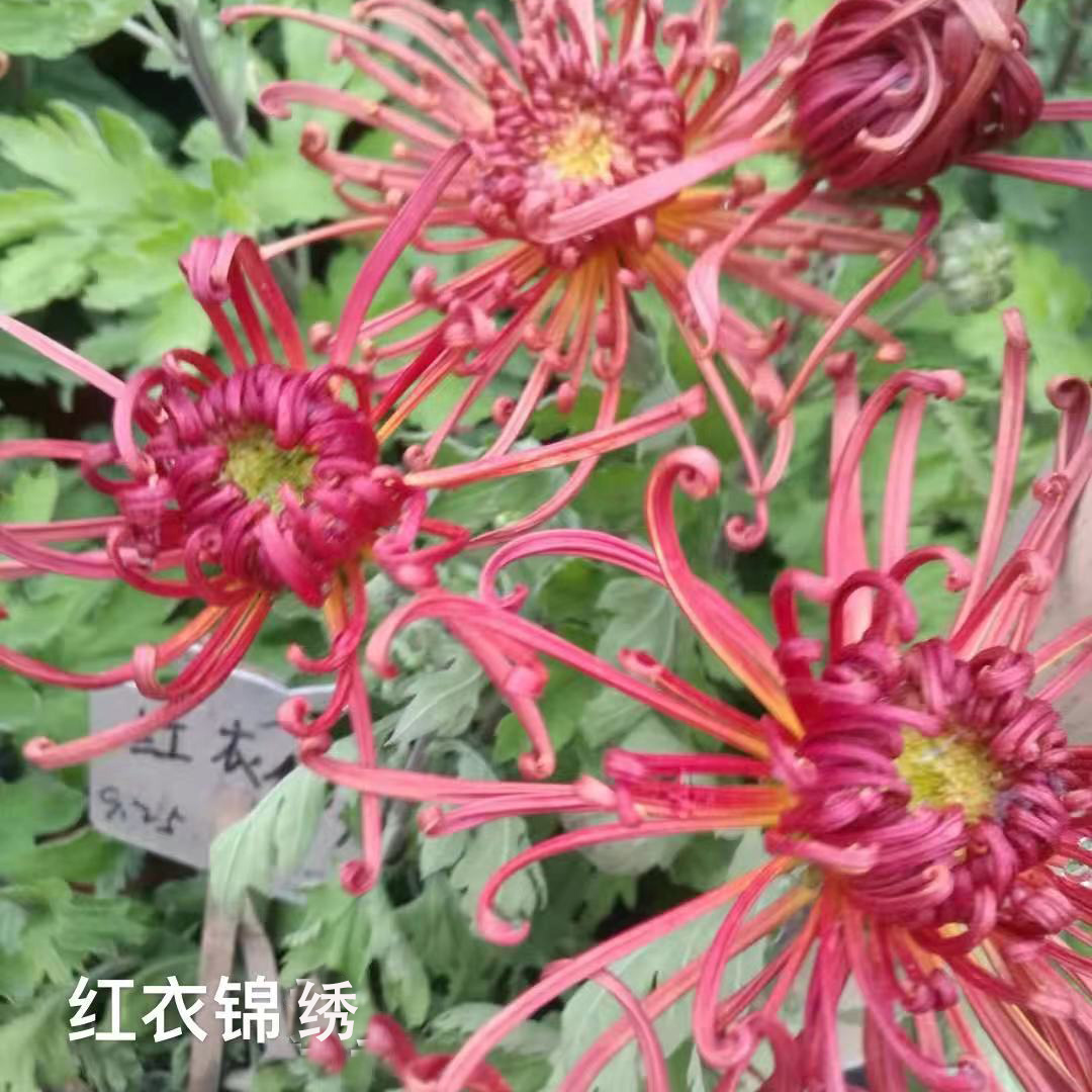紫霞双飞 红衣锦绣品种菊花种苗预订