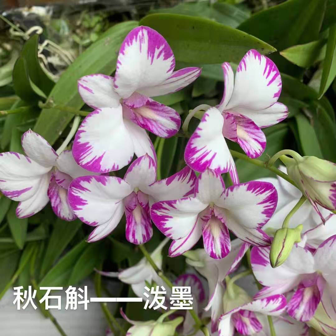 秋石斛