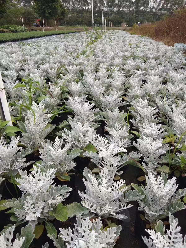 银叶菊