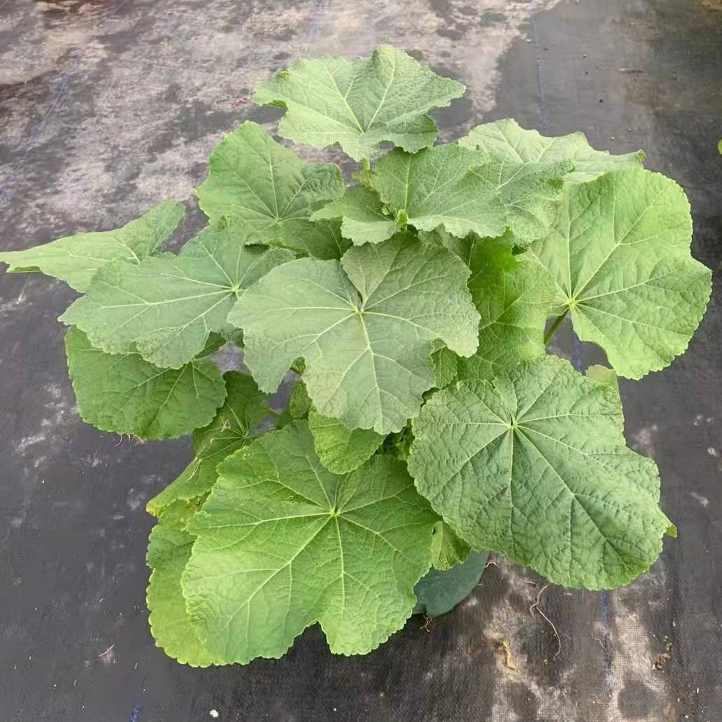 蜀葵