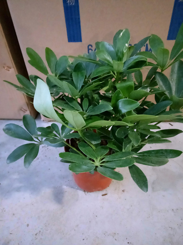 鸭脚木