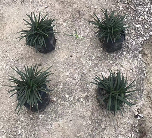 玉龙草（5斤袋）高5公分