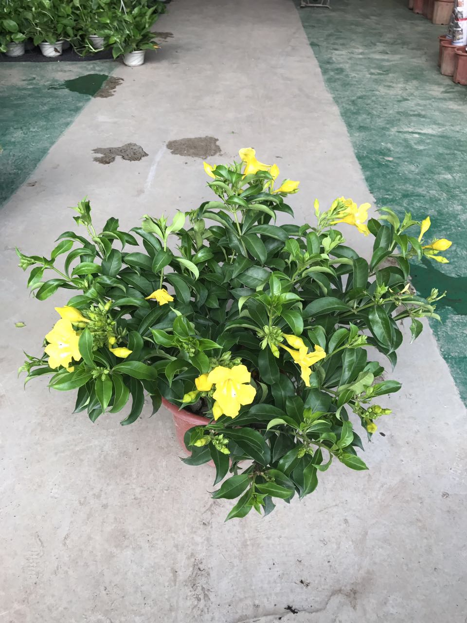 黄蝉H35 G60